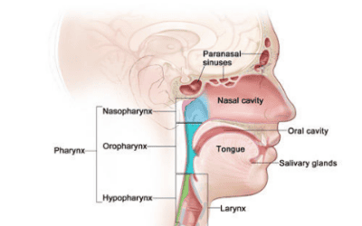 Illustration of head and neck cancer regions: paranasal sinuses, nasal cavity, oral cavity, tongue, salivary glands, pharynx (nasopharynx, oropharynx, hypopharynx) and larynx